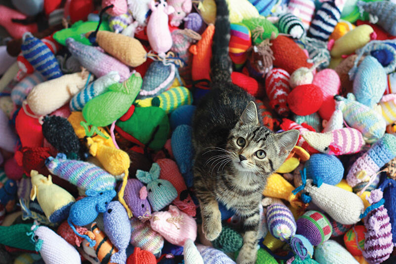 22 Touching Pet Memorial Ideas To Honor Your Furry Friends 21 animal rescue shelter donation