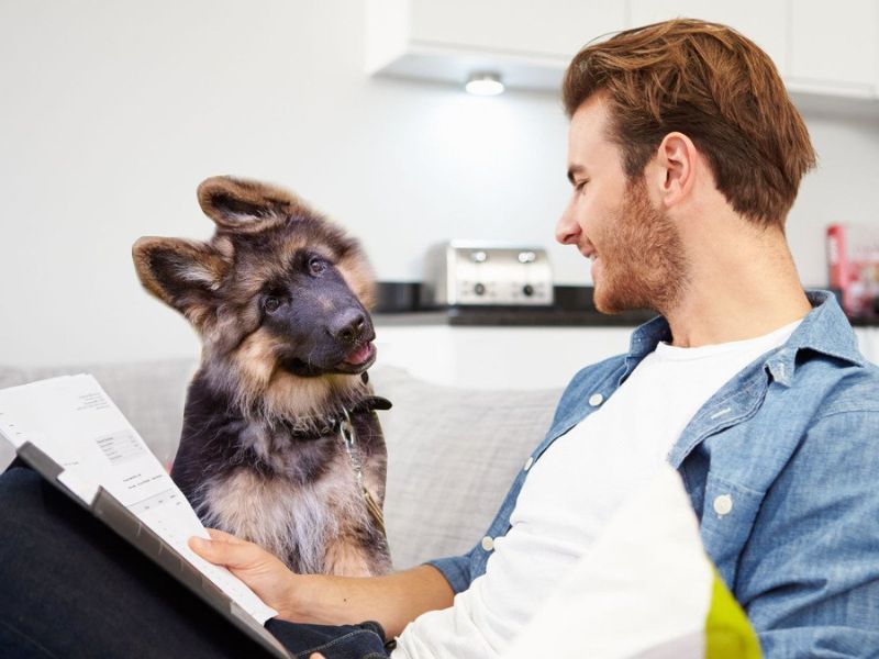 How To Teach A Dog Its Name In 4 Foolproof Steps-New Tricks 9 Teach A Dog Its Name Requirements