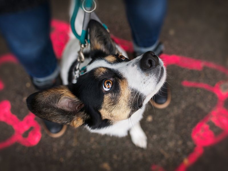 How To Teach A Dog Its Name In 4 Foolproof Steps-New Tricks 10 Teach A Dog Its Name