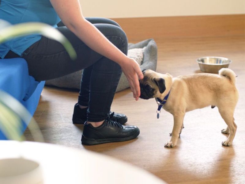 How To Teach A Dog Its Name In 4 Foolproof Steps-New Tricks 12 Teach A Dog Its Name