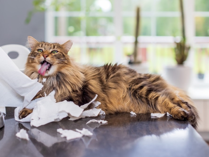 Top 10 Helpful &Amp; Crucial Kitten Training Tips For Beginners 17 What To Do When Your Cat Misbehaves