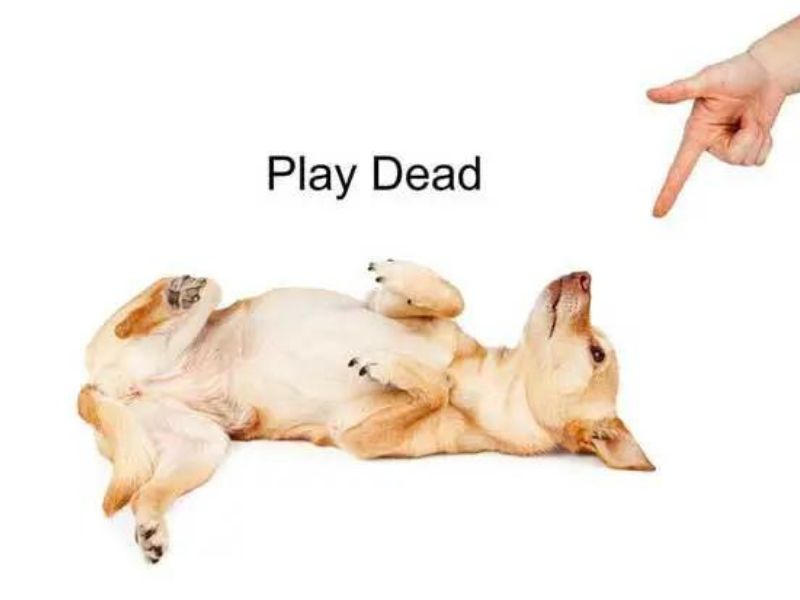 Teach A Dog Play Dead