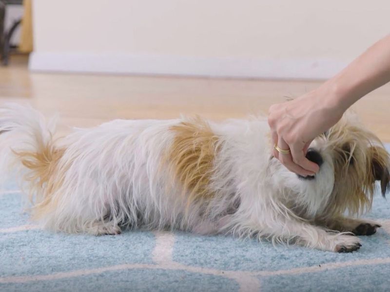 How To Teach A Dog To Play Dead On-Command In 5 Easy Steps 12 Teach A To Dog Play Dead