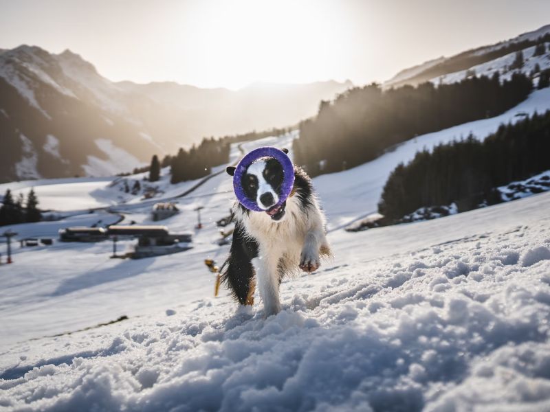 18 Expert Dog Training Tips &Amp; Techniques That Actually Work 12 Best Way To Train A Puppy