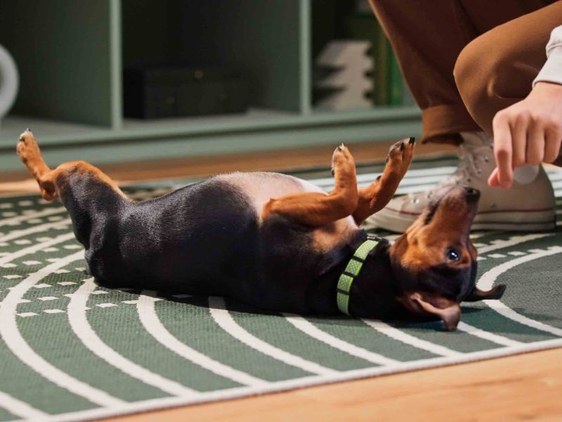 Tips on How To Teach A Dog To Roll Over On Command