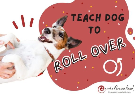 How To Quickly Teach A Dog To Roll Over In 4 Easy Steps? 27 Canvas Personalized Beautiful You Fly Wall Art Decor