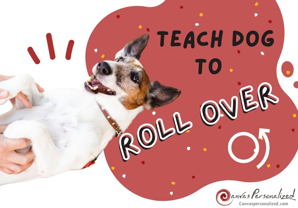 How To Teach A Dog To Roll Over On Command In 4 Easy Steps