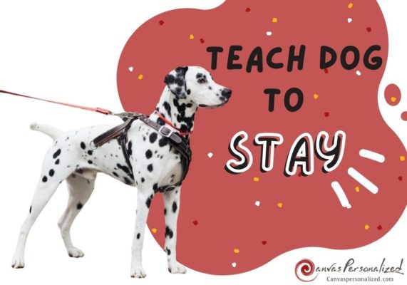 Teach A Dog To Stay Guide From Canvas Personalized