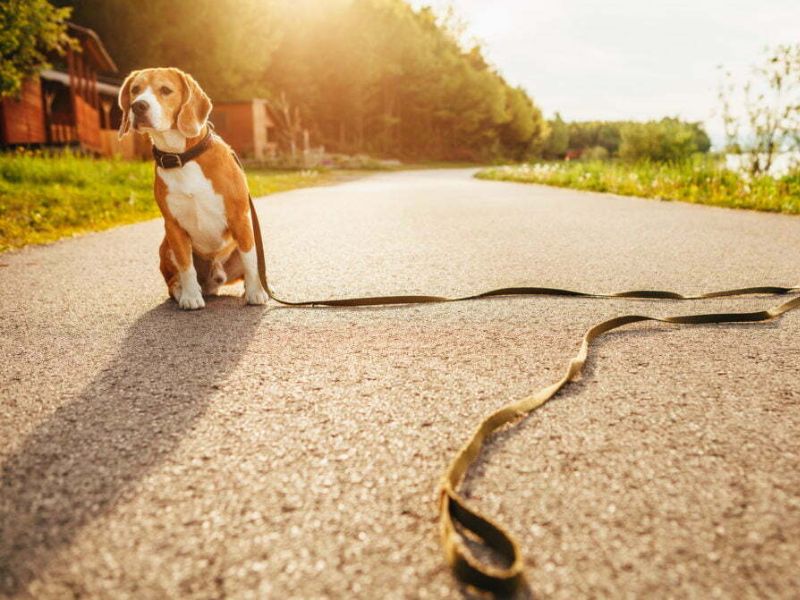 How To Teach A Dog To Stay In 7 Steps? 14 Add Distance Between You And Your Puppy