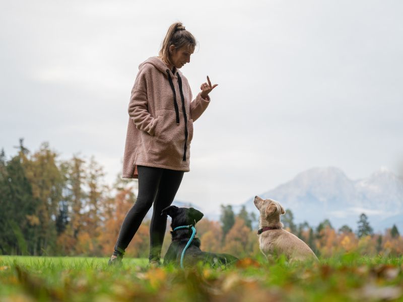 How To Teach A Dog To Stay In 7 Steps? 15 Make Your Training Sessions More Challenging