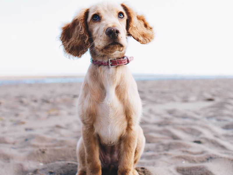 How To Teach A Dog To Stay In 7 Steps? 16 Change The Location To Teach Your Dog To Stay