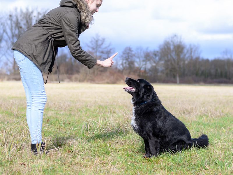 How To Teach A Dog To Stay In 7 Steps? 17 Reason To Teach Your Dog To Stay