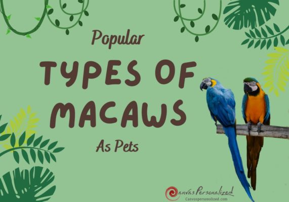 Types Of Macaws