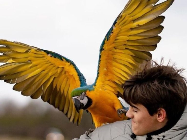 10 Popular Types Of Macaws That Make Great Pets