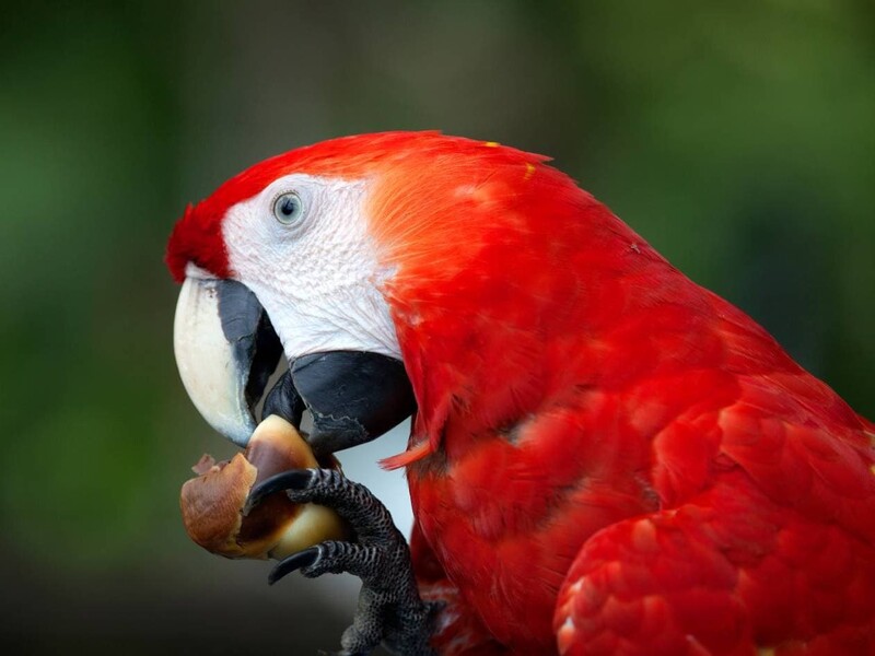 10 Popular Types Of Macaws That Make Great Pets 18 All Breeds Of Macaws Have Incredibly Strong Beaks