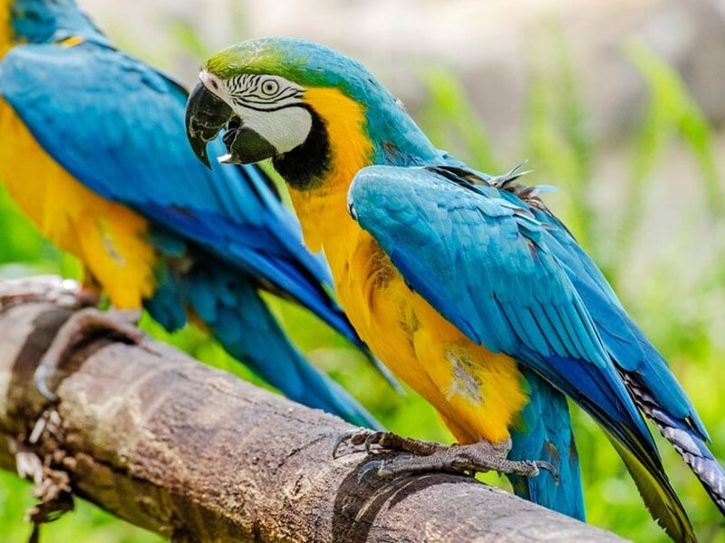 10 Popular Types Of Macaws That Make Great Pets