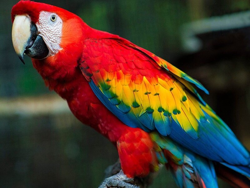 10 Popular Types Of Macaws That Make Great Pets 21 Scarlet Macaw - Types Of Pet Macaws