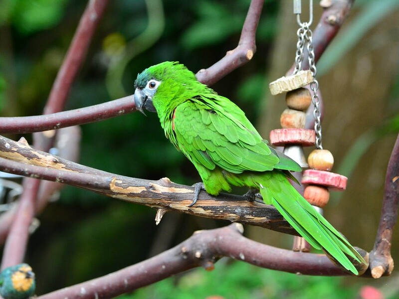 10 Popular Types Of Macaws That Make Great Pets 22 Hahn'S Macaw - Types Of Pet Macaws