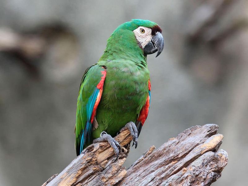 10 Popular Types Of Macaws That Make Great Pets 25 Severe Macaws - Breeds Of Macaws