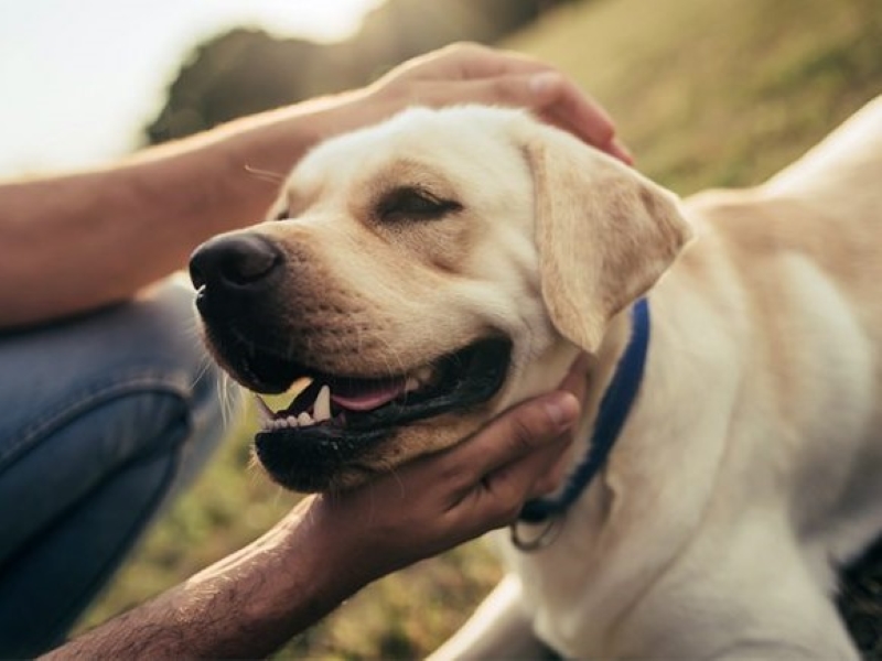 how to teach a dog to smile