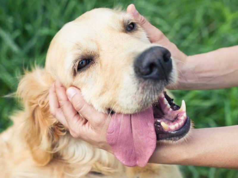 Step-by-step guide on how to teach a dog to smile