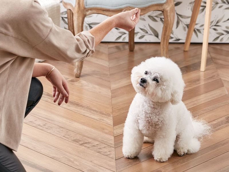 Dog Training Tips | How To Teach A Dog To Sit Pretty In 2 Easy Ways? 8 Use Hand Signal For Training A Dog To Sit