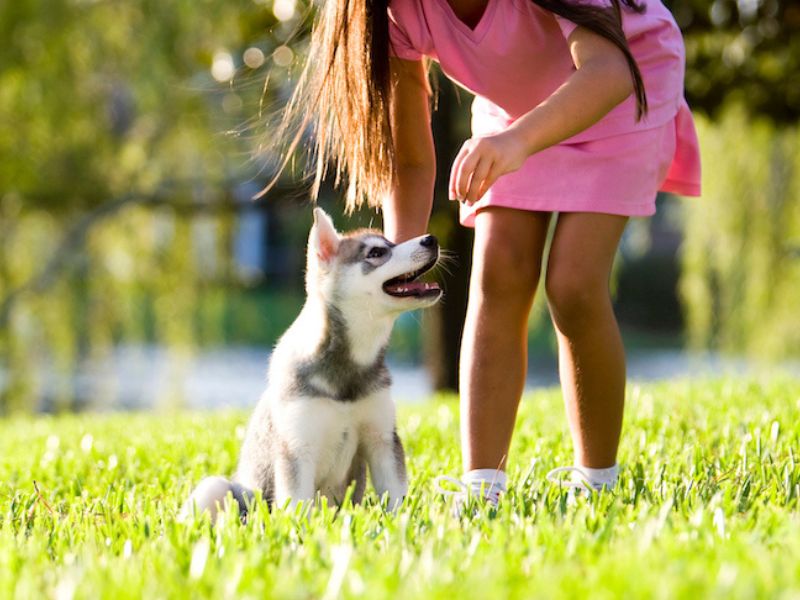 Dog Training Tips | How To Teach A Dog To Sit Pretty In 2 Easy Ways? 10 Capture Your Dog'S Sitting Position Method