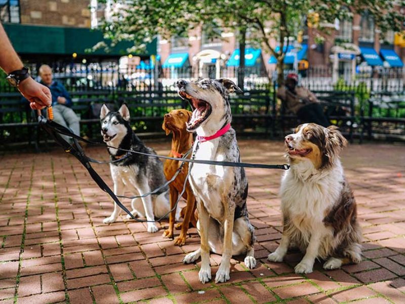 Dog Training Tips | How To Teach A Dog To Sit Pretty In 2 Easy Ways? 11 Teach A Dog How To Sit In Different Places