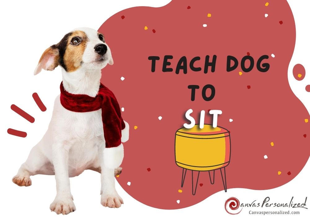 Dog Training Tips | How To Teach A Dog To Sit Pretty In 2 Easy Ways? 7 Dog Training: How To Teach A Dog To Sit Pretty - 2 Easy Ways