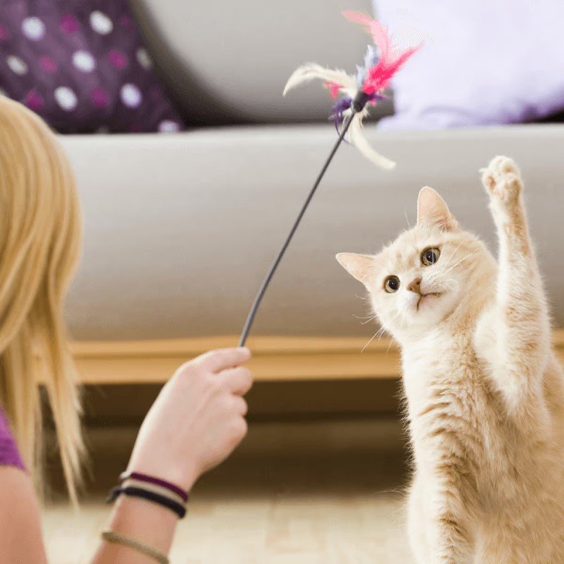 Top 10 Helpful &Amp; Crucial Kitten Training Tips For Beginners 13 Kitten Training Tips - Play Properly With Your Pet