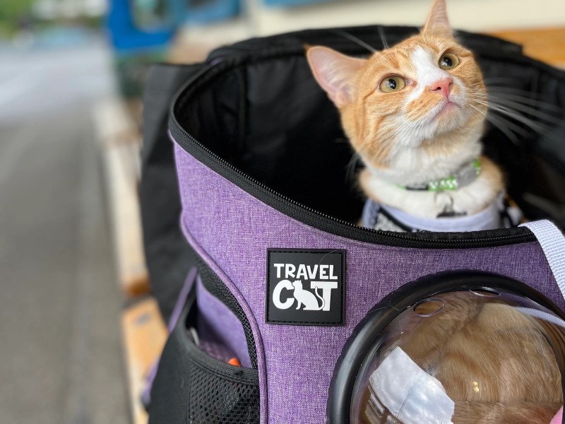 Top 10 Helpful &Amp; Crucial Kitten Training Tips For Beginners 14 Tips On Raising A Kitten - Introduce Your Cat To Pet Carrier