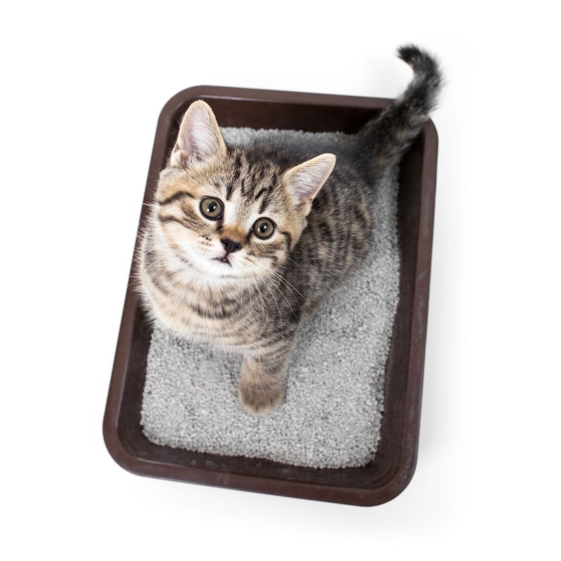 Top 10 Helpful &Amp; Crucial Kitten Training Tips For Beginners 16 Kitten Training Tips - Litter Train