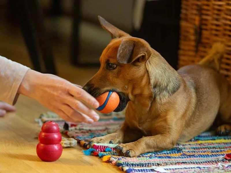 Teach A Dog To Fetch Perfectly: Basic Guide In 5 Steps 10 The Third Step On Dog Fetch Training