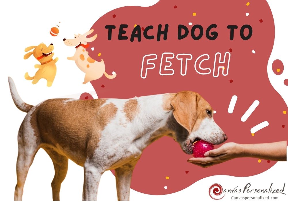 Teach A Dog To Fetch Perfectly: Basic Guide In 5 Steps 7 Teach A Dog To Fetch