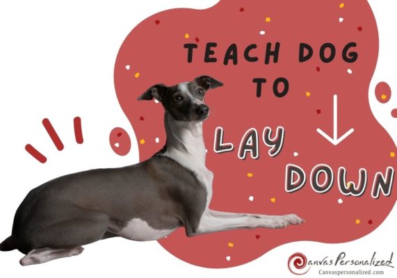 2 Simple Methods To Teach Your Dog To Lie Down On Cue 23 Teach Your Dog To Lay Down