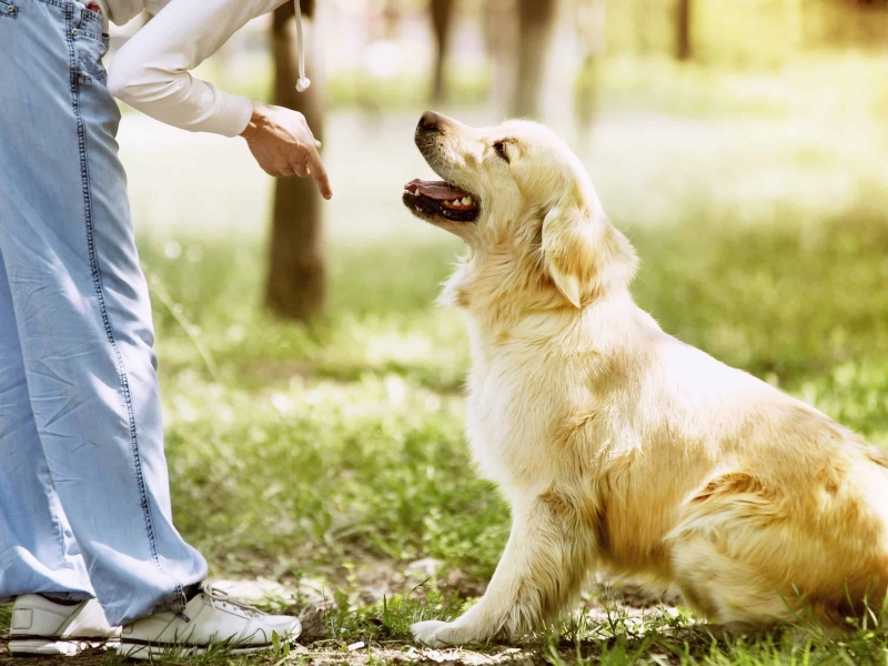 2 Simple Methods To Teach Your Dog To Lie Down On Cue 6 How To Teach Your Dog To Lie Down