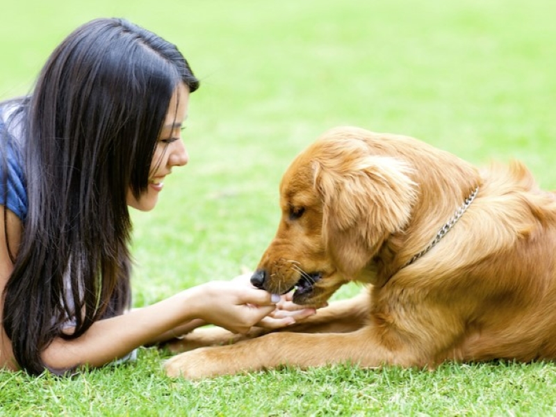 2 Simple Methods To Teach Your Dog To Lie Down On Cue 7 How To Teach A Puppy To Lie Down Using The Capturing Method
