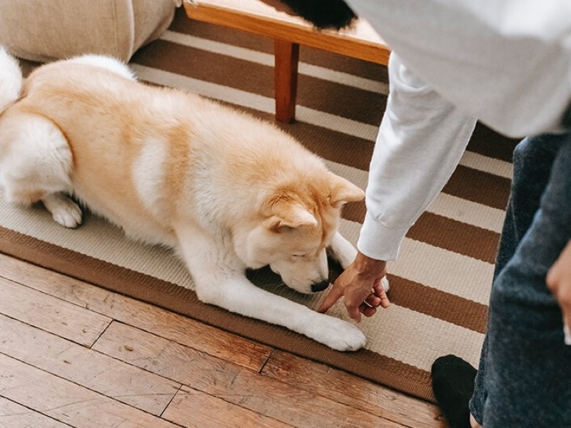 2 Simple Methods To Teach Your Dog To Lie Down On Cue 8 Teach Your Dog To Lie Down And Stay