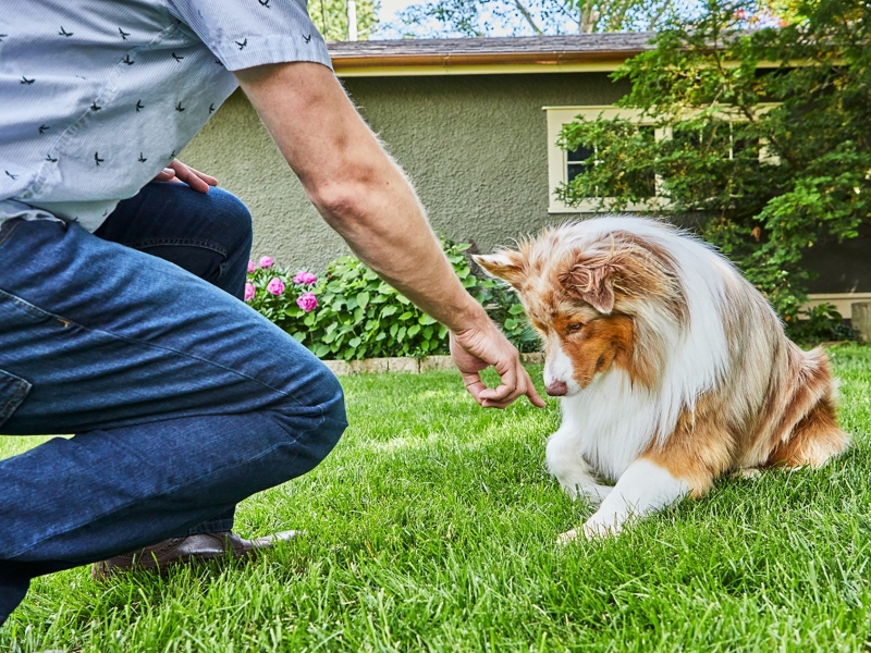 2 Simple Methods To Teach Your Dog To Lie Down On Cue 9 Tips To Teach Your Dog The Lie-Down Command