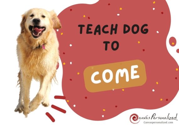 How To Teach A Dog To Come When Called In 4 Foolproof Steps