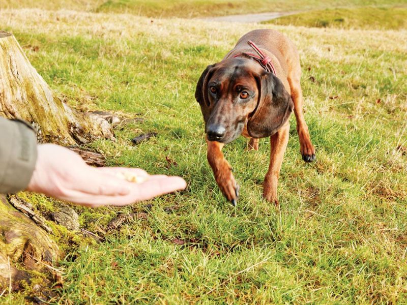 How To Teach A Dog To Come When Called In 5 Easy Steps? 18 Extra Tips On How To Teach A Dog To Come