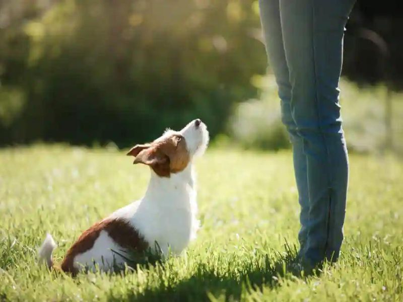 How To Teach A Dog To Come When Called On Command