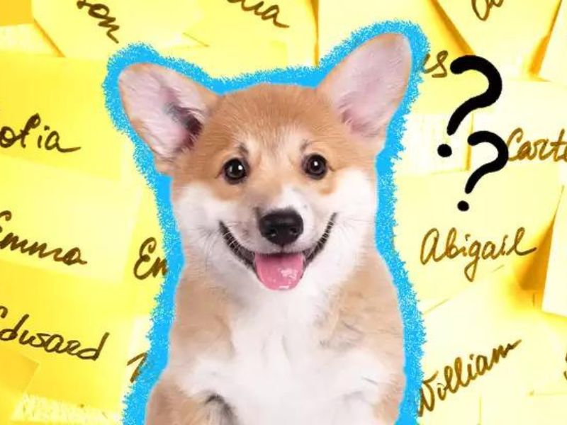 How To Teach A Dog Its Name In 4 Foolproof Steps-New Tricks 8 Teaching A Puppy Its Name Is Important