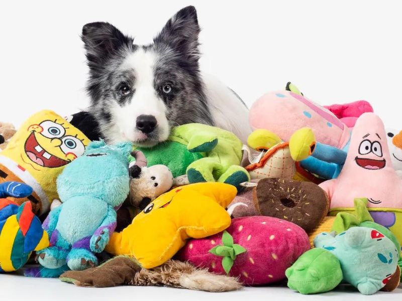 How To Teach A Dog Its Name In 4 Foolproof Steps-New Tricks 13 Noticeable Things To Teach A Dog Its Name