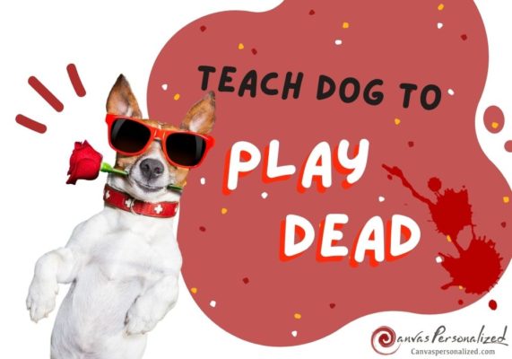 How To Teach A Dog To Play Dead On-Command In 5 Easy Steps 28 How To Teach Dog To Play Dead On Command In 5 Easy Steps