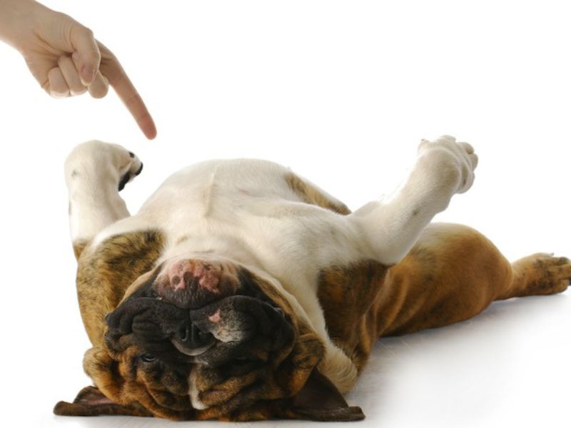 How To Teach A Dog To Play Dead On-Command In 5 Easy Steps 9 How To Teach A Dog To Play Dead On Command