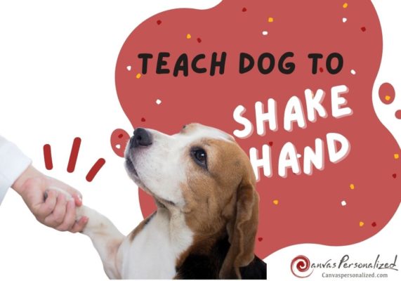 How To Teach A Dog To Shake Hands Quickly With 6 Easy Steps 29 How To Teach A Dog To Shake Hands Quickly With 6 Easy Steps