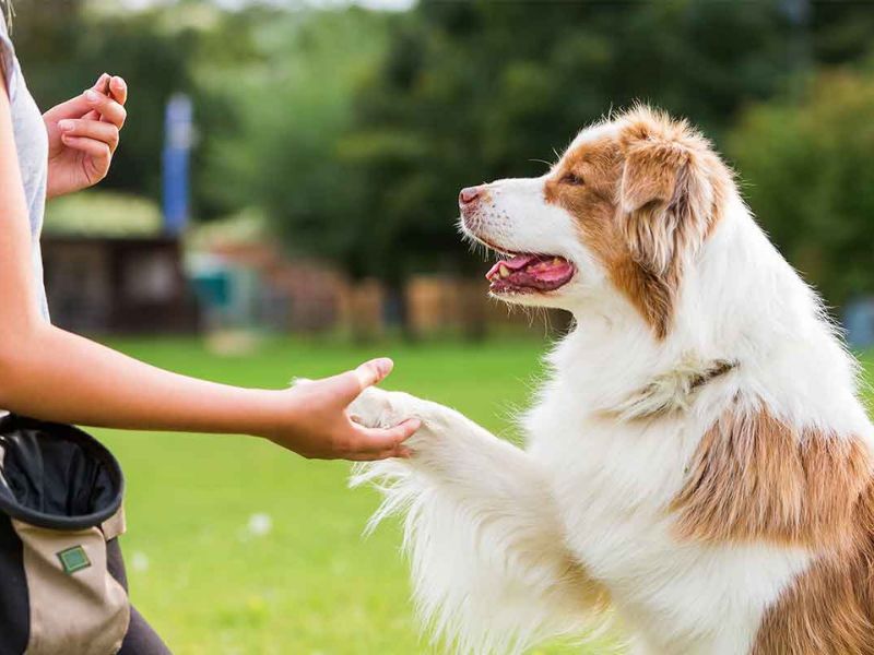 How To Teach A Dog To Shake Step By Step