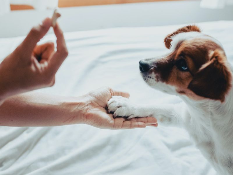 Tips to train your dog to shake hands