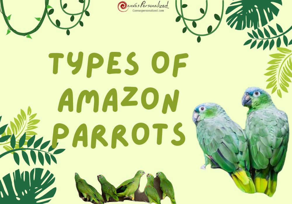 10 Types Of Amazon Parrots To Keep As Awesome Pets